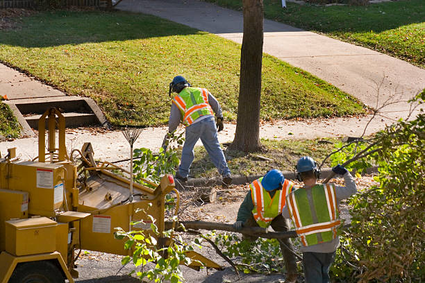 Best Tree Pruning Services  in Haymarket, VA